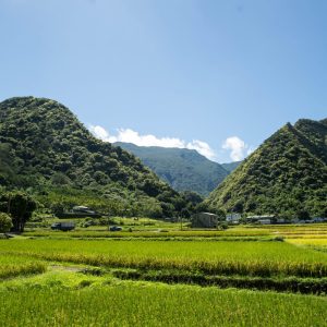 上下游｜一百公斤的米祝福，啟動花東在地力量。 (1)