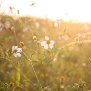善牧中心伴－大米缸三週年特刊 (1)