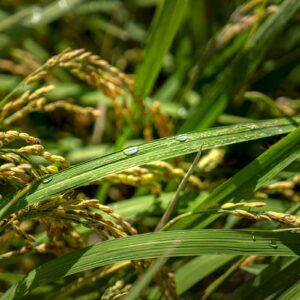 新創開廣告 林勤智副總 (1)