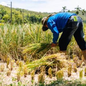 新浪新聞｜吃米也能做公益？T (1)