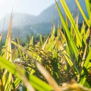 讓健康快樂的⼈和地球 (1)